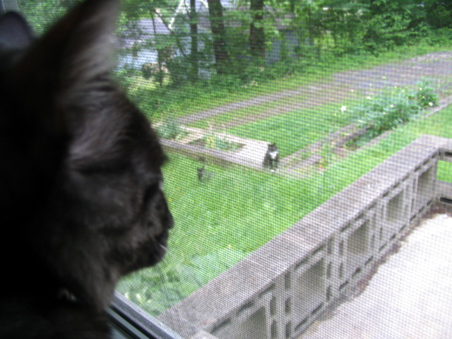 This picture shows two cats outside, while Caligula is sitting on the window 