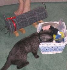 Caligula with toys and scratching post cat